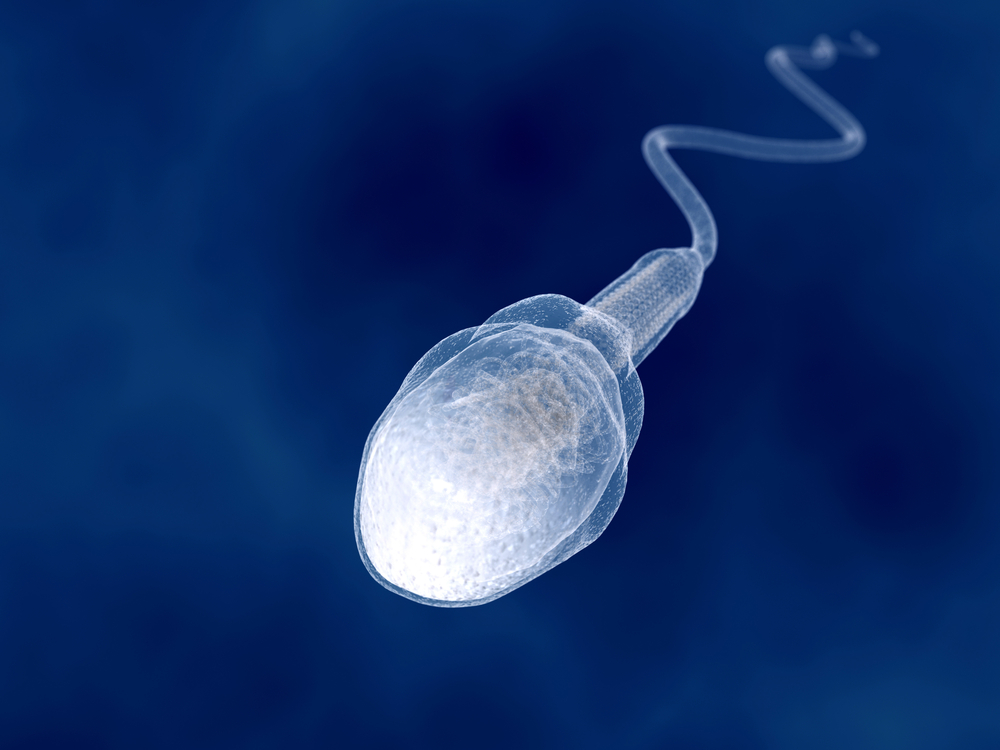 Ученые вырастили сперму из кожи